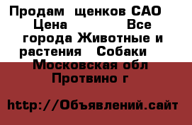 Продам ,щенков САО. › Цена ­ 30 000 - Все города Животные и растения » Собаки   . Московская обл.,Протвино г.